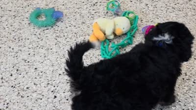 Nabisco Mini Bernedoodle 🐶, a male Miniature Bernedoodle for sale in Walnut Creek, OH – 5 of 7