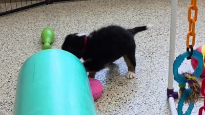 Sawyer Mini Bernese , a male Bernese Mountain Dog and Cavalier King Charles Spaniel for sale in Walnut Creek, OH – 5 of 7