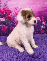 Summer Mini Sheepadoodle 🐶, a female Poodle - Miniature  and Sheepadoodle for sale in Walnut Creek, OH – 2 of 7