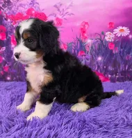 Heidi 🐶, a female Miniature Bernedoodle for sale in Walnut Creek, OH – 3 of 5