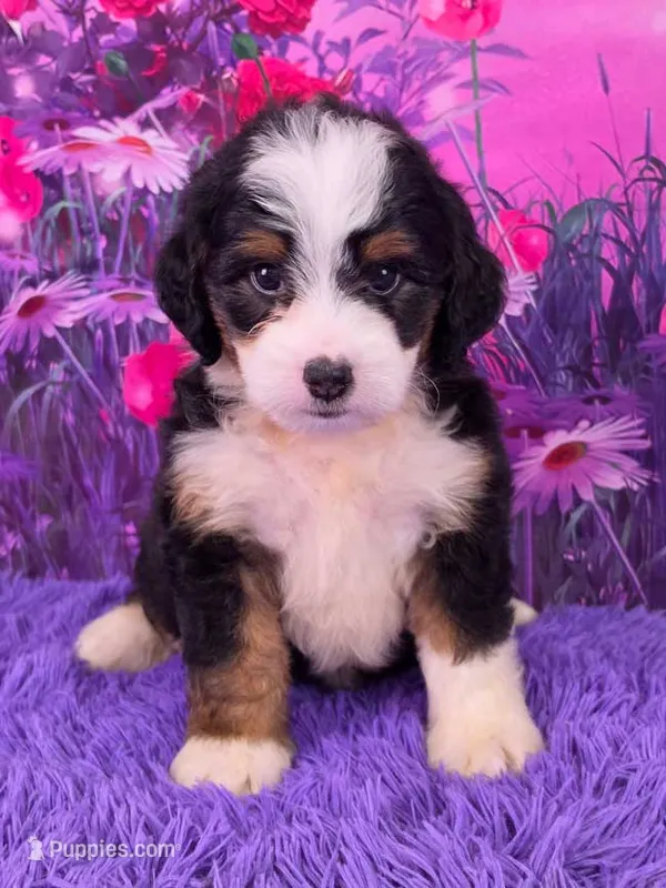 Harmony  🐶 – Miniature Bernedoodle puppy for sale in Walnut Creek, OH
