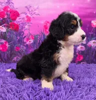 Howie 🐶, a male Miniature Bernedoodle for sale in Walnut Creek, OH – 2 of 5