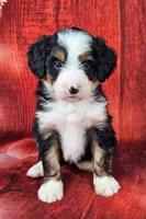 Bindi mini, a female Miniature Bernedoodle for sale in Walnut Creek, OH – Photo 1 of 6