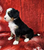 Bindi mini, a female Miniature Bernedoodle for sale in Walnut Creek, OH – Photo 3 of 6