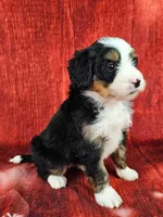 Bindi mini, a female Miniature Bernedoodle for sale in Walnut Creek, OH – Photo 2 of 6