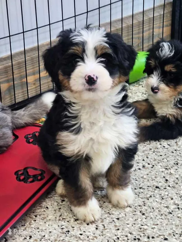 Bindi mini – Miniature Bernedoodle puppy for sale in Walnut Creek, OH