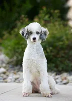 Bindi mini, a female Miniature Bernedoodle for sale in Walnut Creek, OH – Photo 6 of 6