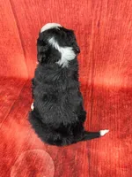 Bindi mini, a female Miniature Bernedoodle for sale in Walnut Creek, OH – Photo 4 of 6