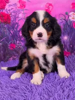 Tuffy Mini Bernese, a male Bernese Mountain Dog and Cavalier King Charles Spaniel for sale in Walnut Creek, OH – 1 of 7