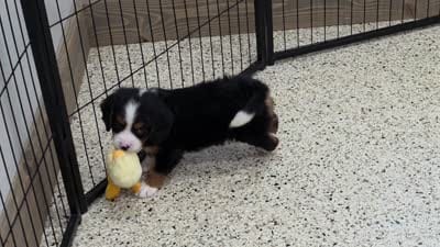 Lego Mini Bernese 🐶, a male Bernese Mountain Dog and Cavalier King Charles Spaniel for sale in Walnut Creek, OH – 5 of 7