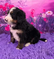 Nabisco Mini Bernedoodle 🐶, a male Miniature Bernedoodle for sale in Walnut Creek, OH – 3 of 7