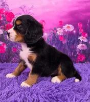 Sparkler Mini Bernese, a male Bernese Mountain Dog and Cavalier King Charles Spaniel for sale in Walnut Creek, OH – 3 of 7