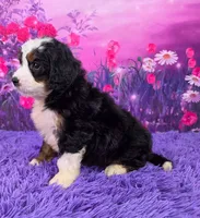 Hailey 🐶, a female Miniature Bernedoodle for sale in Walnut Creek, OH – 3 of 5