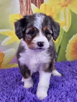 Blossom, a female Miniature Bernedoodle for sale in Walnut Creek, OH – Photo 1 of 5