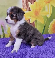 Blossom, a female Miniature Bernedoodle for sale in Walnut Creek, OH – Photo 4 of 5