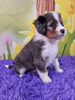 Blossom, a female Miniature Bernedoodle for sale in Walnut Creek, OH – Photo 3 of 5