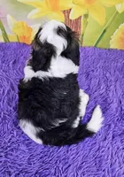 Tommy Micro Mini, a male Sheepadoodle for sale in Walnut Creek, OH – Photo 4 of 4