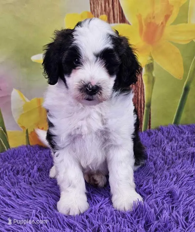 Tommy Micro Mini – Sheepadoodle puppy for sale in Walnut Creek, OH