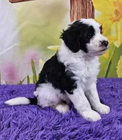 Tommy Micro Mini, a male Sheepadoodle for sale in Walnut Creek, OH – Photo 2 of 4