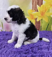 Tommy Micro Mini, a male Sheepadoodle for sale in Walnut Creek, OH – Photo 3 of 4
