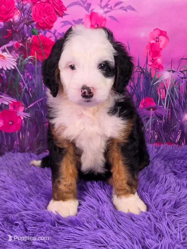 Ziggy 🐶 – Miniature Bernedoodle puppy for sale in Walnut Creek, OH