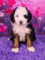 Ziggy 🐶, a male Miniature Bernedoodle for sale in Walnut Creek, OH – 1 of 7