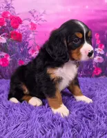 Noah Mini Bernese 🐶2695, a male Bernese Mountain Dog and Cavalier King Charles Spaniel for sale in Walnut Creek, OH – 2 of 7