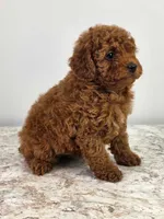 Emma, a female Poodle - Miniature  for sale in Walnut Creek, OH – 2 of 6