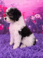 Confetti, a female Poodle - Miniature  for sale in Walnut Creek, OH – 2 of 6