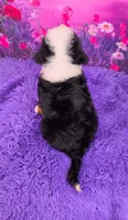 Zyrus 🐶, a male Miniature Bernedoodle for sale in Walnut Creek, OH – 4 of 7