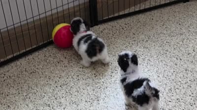 Candi, a female Poodle - Miniature  for sale in Walnut Creek, OH – 4 of 6