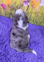 Dew, a male Miniature Bernedoodle for sale in Walnut Creek, OH – 4 of 5