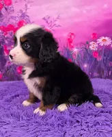 Liam Mini Bernese 🐶, a male Bernese Mountain Dog and Cavalier King Charles Spaniel for sale in Walnut Creek, OH – 3 of 7
