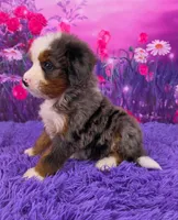 Keegan 🐶, a male Miniature Bernedoodle for sale in Walnut Creek, OH – 3 of 5