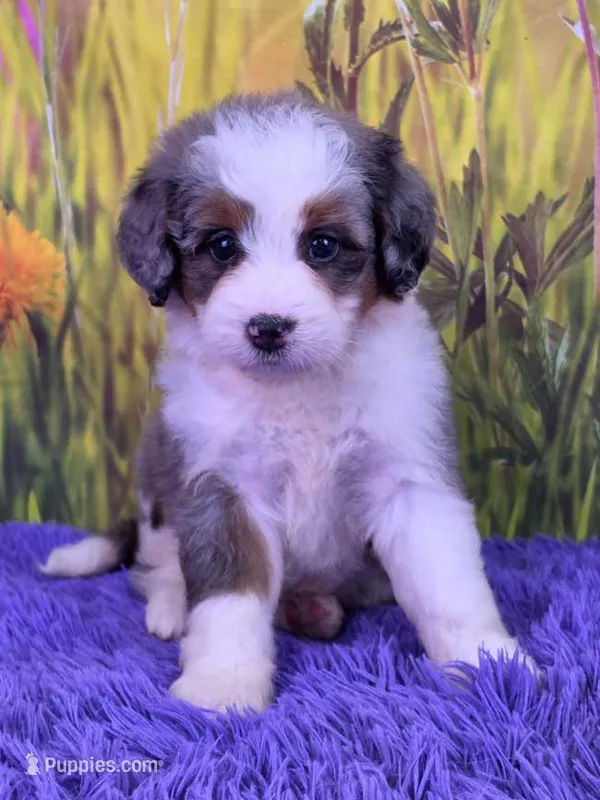 Posy – Miniature Bernedoodle puppy for sale in Walnut Creek, OH