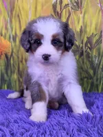 Posy, a female Miniature Bernedoodle for sale in Walnut Creek, OH – 1 of 5