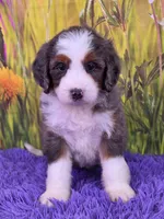 Tulip, a female Miniature Bernedoodle for sale in Walnut Creek, OH – 2 of 6