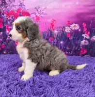 Hubert 🐶, a male Miniature Bernedoodle for sale in Walnut Creek, OH – 3 of 5