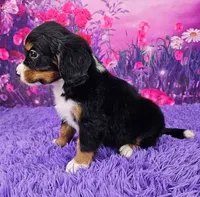 Romeo (Mini Bernese) 🐶, a male Bernese Mountain Dog and Cavalier King Charles Spaniel for sale in Walnut Creek, OH – 3 of 7