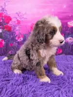 Kai 🐶, a male Miniature Bernedoodle for sale in Walnut Creek, OH – 2 of 5