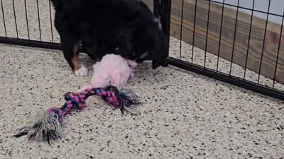 Romeo (Mini Bernese) 🐶, a male Bernese Mountain Dog and Cavalier King Charles Spaniel for sale in Walnut Creek, OH – 5 of 7