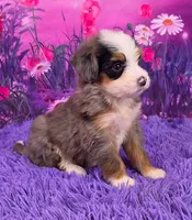 Navi Mini Bernedoodle 🐶, a female Miniature Bernedoodle for sale in Walnut Creek, OH – 2 of 7