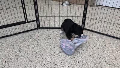 Savannah (Mini Bernese) 🐶, a female Bernese Mountain Dog and Cavalier King Charles Spaniel for sale in Walnut Creek, OH – 5 of 7