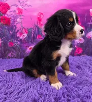 Sundae Mini Bernese, a female Bernese Mountain Dog and Cavalier King Charles Spaniel for sale in Walnut Creek, OH – 2 of 7