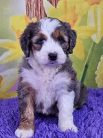 Beatrice, a female Miniature Bernedoodle for sale in Walnut Creek, OH – Photo 2 of 5