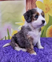 Beatrice, a female Miniature Bernedoodle for sale in Walnut Creek, OH – Photo 3 of 5