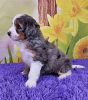 Beatrice, a female Miniature Bernedoodle for sale in Walnut Creek, OH – Photo 4 of 5