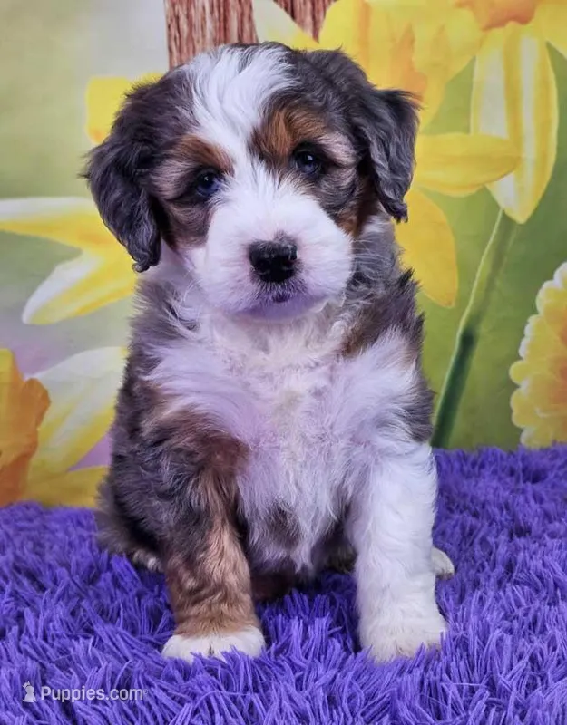 Beatrice – Miniature Bernedoodle puppy for sale in Walnut Creek, OH