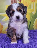 Beatrice, a female Miniature Bernedoodle for sale in Walnut Creek, OH – Photo 1 of 5