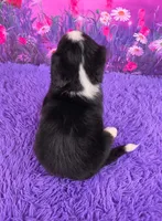 Sawyer Mini Bernese , a male Bernese Mountain Dog and Cavalier King Charles Spaniel for sale in Walnut Creek, OH – 4 of 7